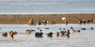 Black-bellied and Fulvous Whistling Ducks