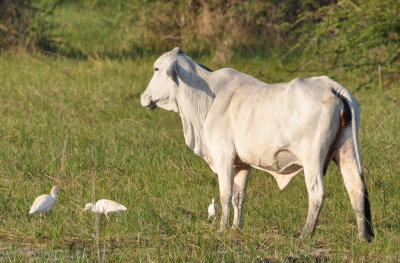 Cattle Egrets and cow