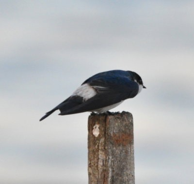 Mangrove Swallow 
on a post in the water