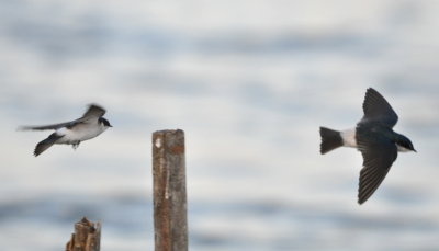 Mangrove Swallows
taking turns at a post over the water