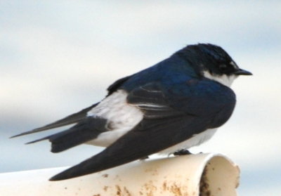 Mangrove Swallow