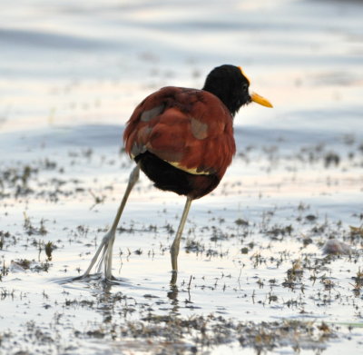 Northern Jacana
along shore of Crooked Tree Reserve