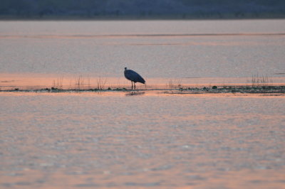 A lone Great Blue Heron staked its claim in the shallow lagoon.