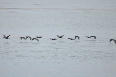 ...then a group of cormorants
