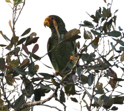 Yellow-lored Parrot
on our pre-breakfast excursion