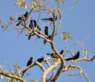 A family of Yucatan Jays
a cooperative breeding species
