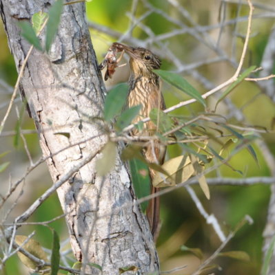 Streak-headed Woodcreeper
with an insect