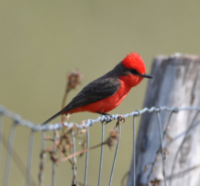 Back at the resort, this male Vermilion Flycatcher was on the back fence