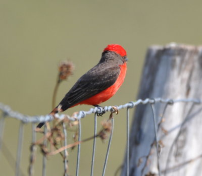 Back of the head of the Vermilion Flycatcher