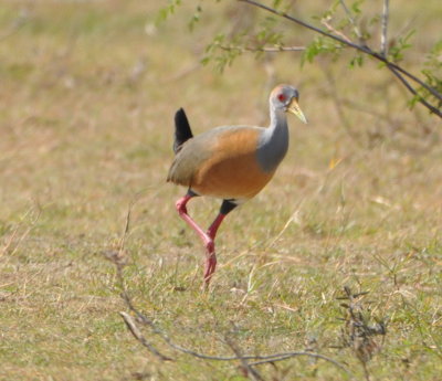 Russet-naped Wood-Rail 
near the shore