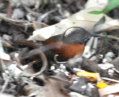 On our walk after breakfast,
we found this Rufous-breasted Spinetail
which refused to sit still for a photo