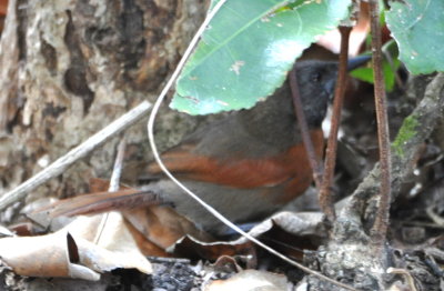 Rufous-breasted Spinetail