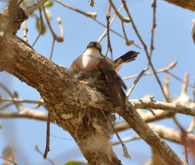 Female Vermilion Flycatcher
on a nest