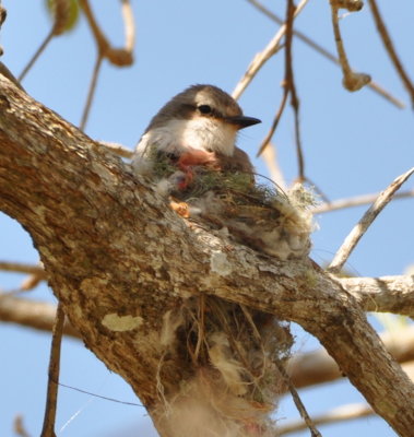 Female Vermilion Flycatcher on nest