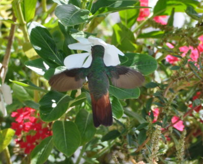 Rufous-tailed Hummingbird
at flowers at Bird's Eye View Lodge, Belize