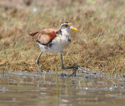 Immature Northern Jacana