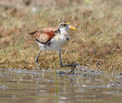 Immature Northern Jacana