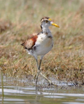 Immature Northern Jacana