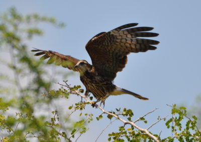 Snail Kite
alighting on another small bush