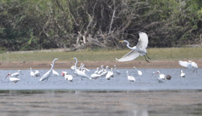 Great Egrets, Snowy Egrets and a Roseate Spoonbill
