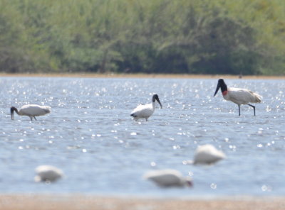 Wood Storks with a Jabiru