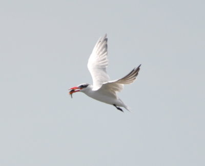 The Caspian Tern came up with a fish.