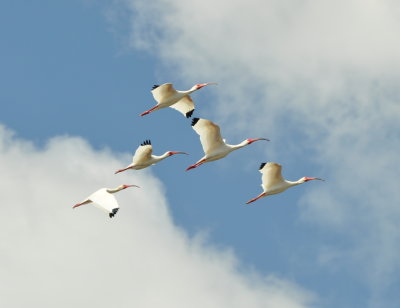 White Ibis in formation