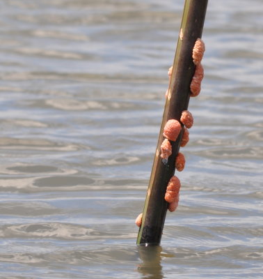 Eggs of the Apple Snail were on the channel markers and mangrove roots just above the water line. 
Snail Kites, Limpkins and Russet-naped Wood-Rails feed on the snails.