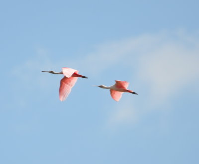 Two Roseate Spoonbills in flight