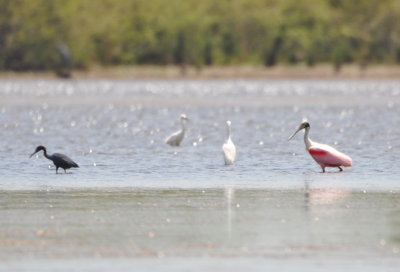 Little Blue Heron, Snowy Egrets and Roseate Spoonbill
