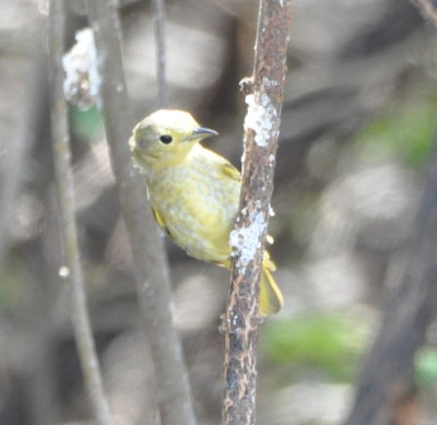 Mystery bird? Odd Yellow Warbler?