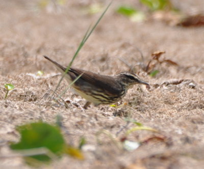 Northern Waterthrush