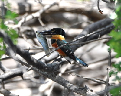 Female American Pygmy Kingfisher with a fish