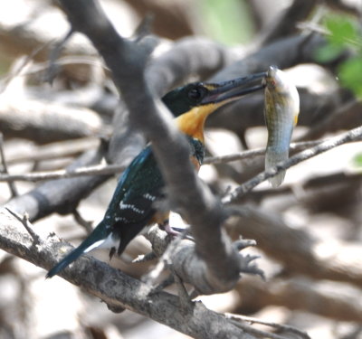 Female American Pygmy Kingfisher and fish