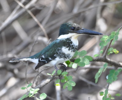 Female Green Kingfisher