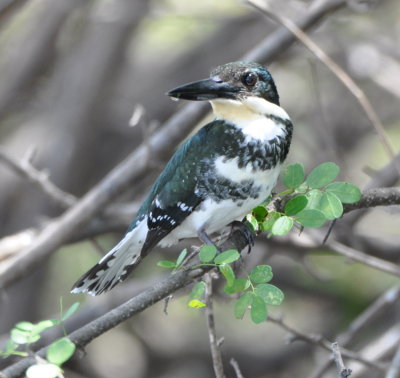 Female Green Kingfisher