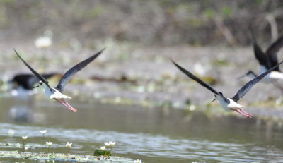Black-necked Stilts on the wing
