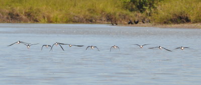 Black-necked Stilts flying along the lagoon channel ahead of us