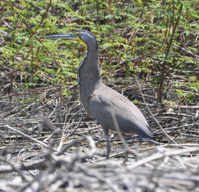 Bare-throated Tiger-Heron