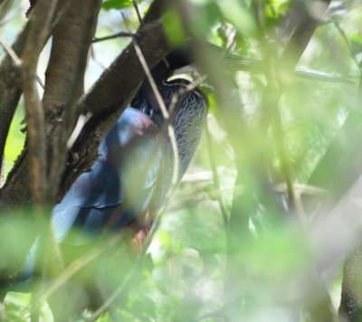 First glimpse of the Agami Heron