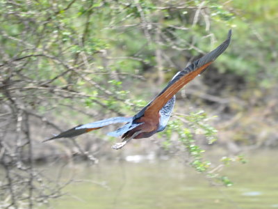 The Agami Heron flew from its perch, around an outcropping and back into another bush at the edge of the water.