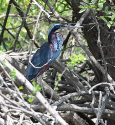 The Agami Heron stepped out and gave us all great views.