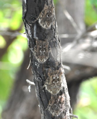 Proboscis Bats pointed downward on a tree trunk