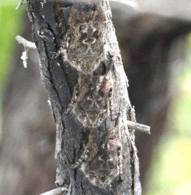 Three Proboscis Bats