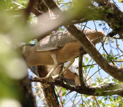 First glimpse of the Boat-billed Heron