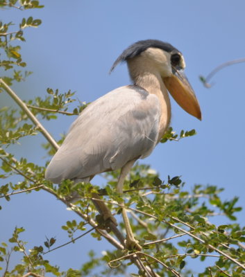 The Boat-billed Heron flew out of one bush and perched briefly atop another.
