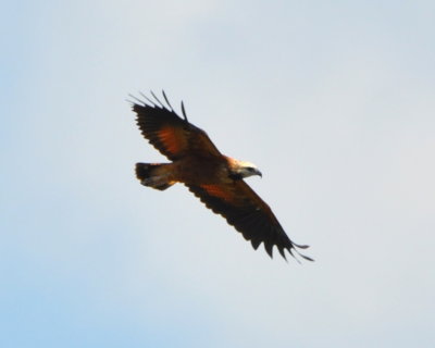 Black-collared Hawk