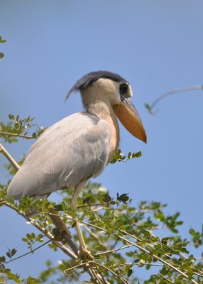 Boat-billed heron.
This was the most alien-looking bird of our trip!