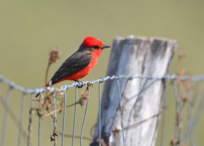 Male vermilion flycatcher. We also have these in Oklahoma!