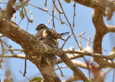 Female vermilion flycatcher on nest.